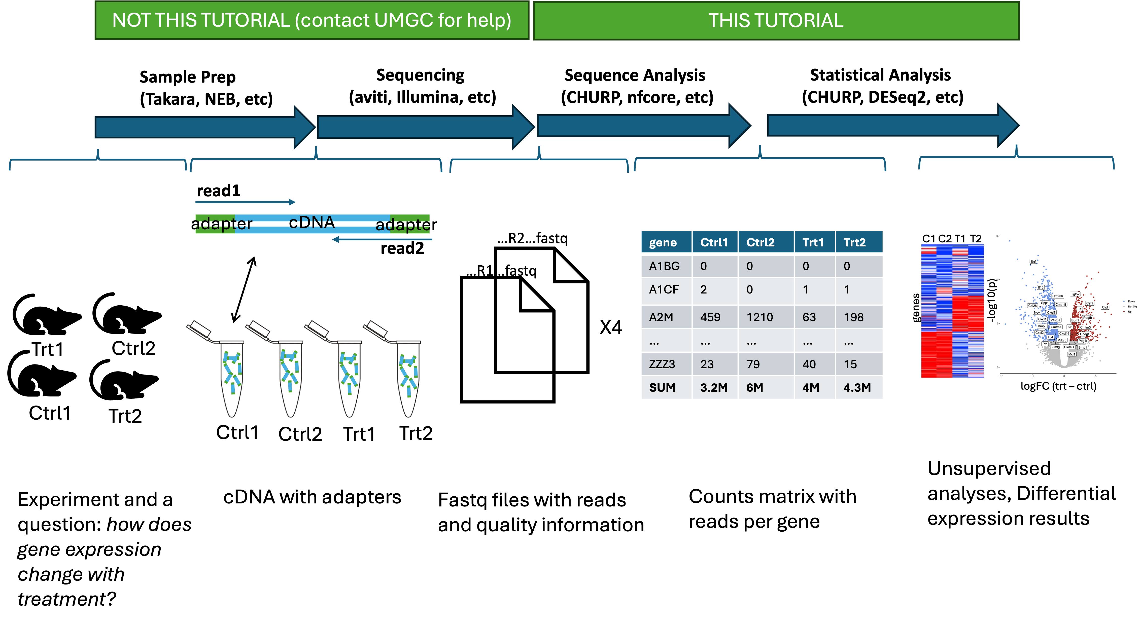 Bulk RNASeq Analysis