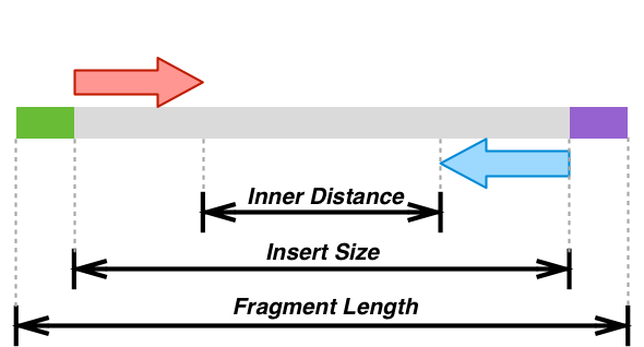 Insert size and fragment size